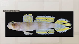 沖縄・石垣島沖で新種ハゼを発見　「スーパーサイヤン」と命名　黄色い模様が特徴【知っておきたい！】【グッド！モーニング】(2025年11月30日)