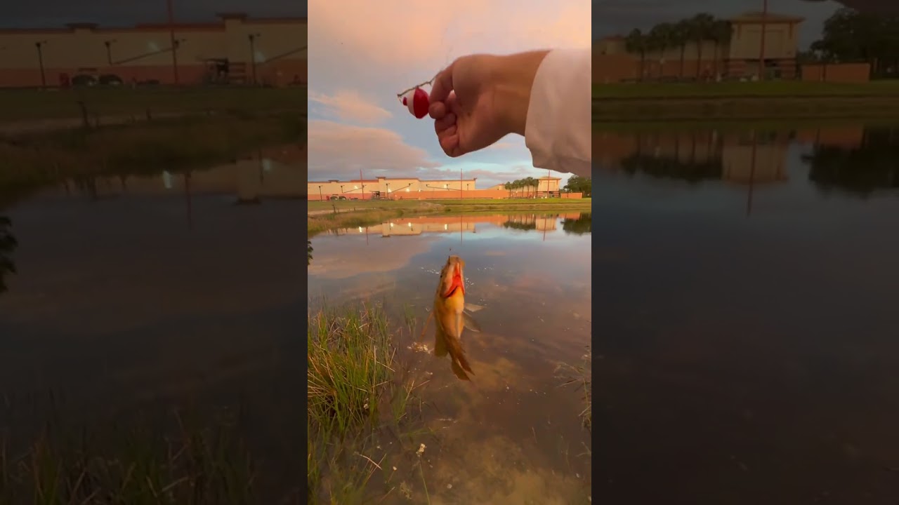 Ultra light fishing part 2 (live bait and big fish!!!!)