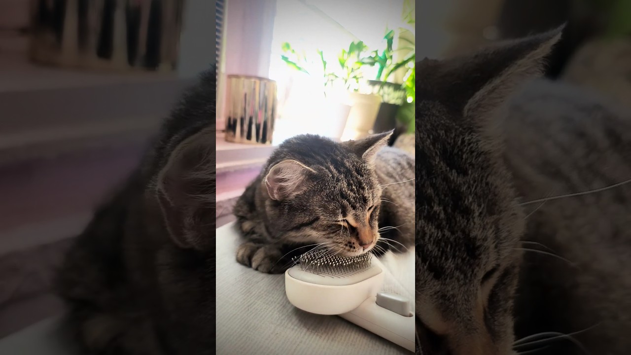 Low budget grooming at its finest 😹