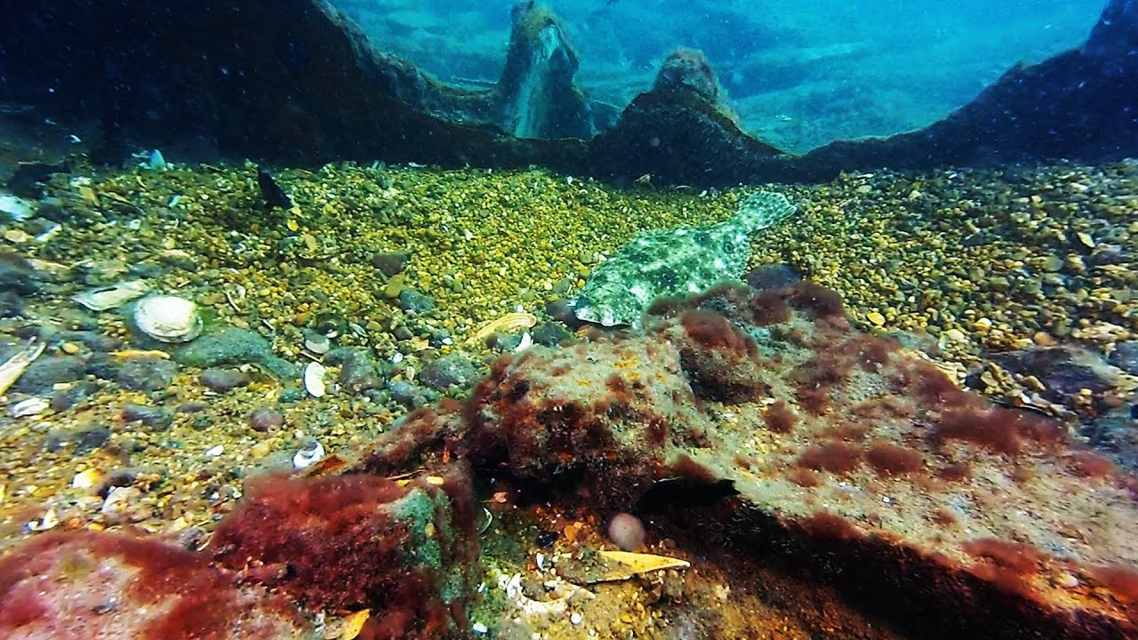 Scuba Diving Winter Quarter Shoals, Chincoteague Island, VA YouTube