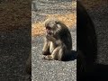 Japanese Monkey Munchies!