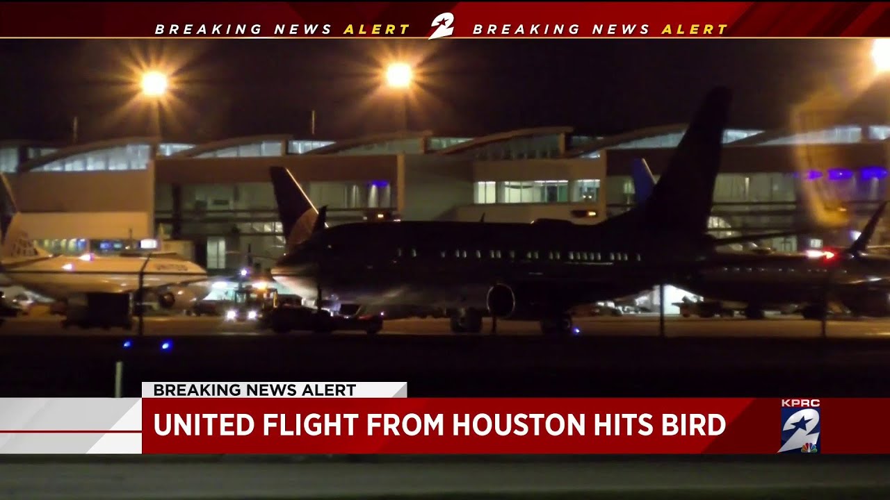 United flight from Houston hits bird YouTube