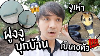 ฝูงงูบุกบ้าน! ลูกงูเห่าเป็น10ตัว มีรังในบ้าน? โดนแผ่แม่เบี้ยใส่ (กลัว แงงงTT)