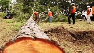 Best Tree Removal Service in Omaha NE | Omaha Junk Removal