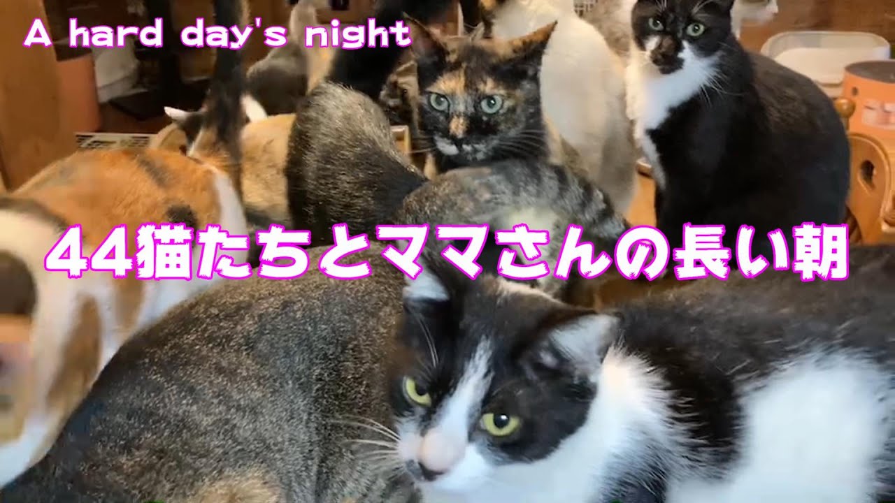 猫たちとママの長い朝 A Hard Day S Night Youtube