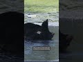 Family Of Bears Enjoy Frozen Lake