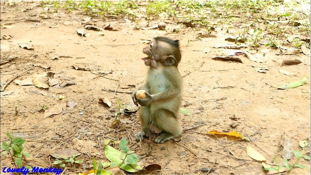 The Gangster Baby Nelson Son Of King Lion | Nelson Is Brave and Too Much Aggressive