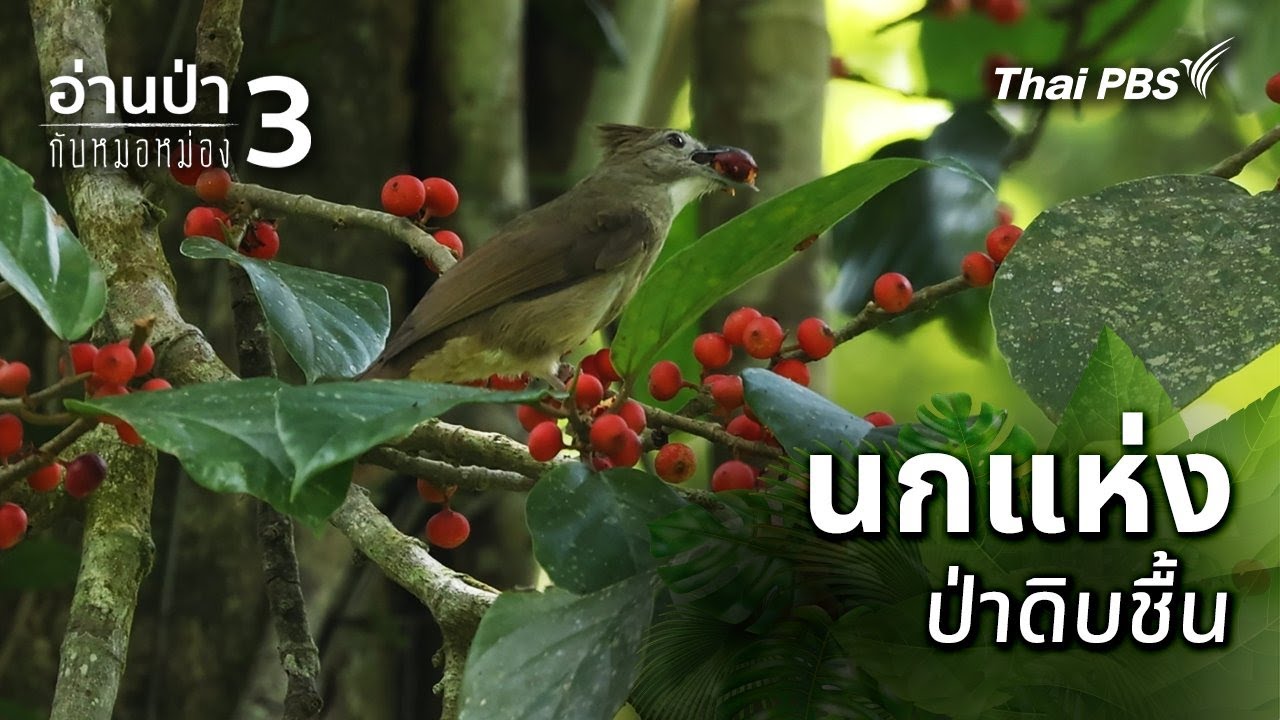 นกแห่งป่าดิบชื้น | อ่านป่ากับหมอหม่อง