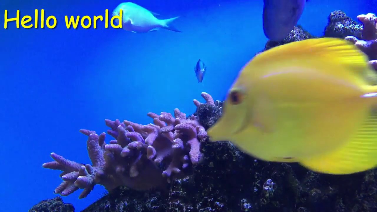 フリー素材 魚 Fish Youtube