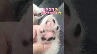 핑크젤리 음~~꼬순내♡ | 강아지 새끼 발바닥 유기견아기강아지시골강아지사모예드풍산개