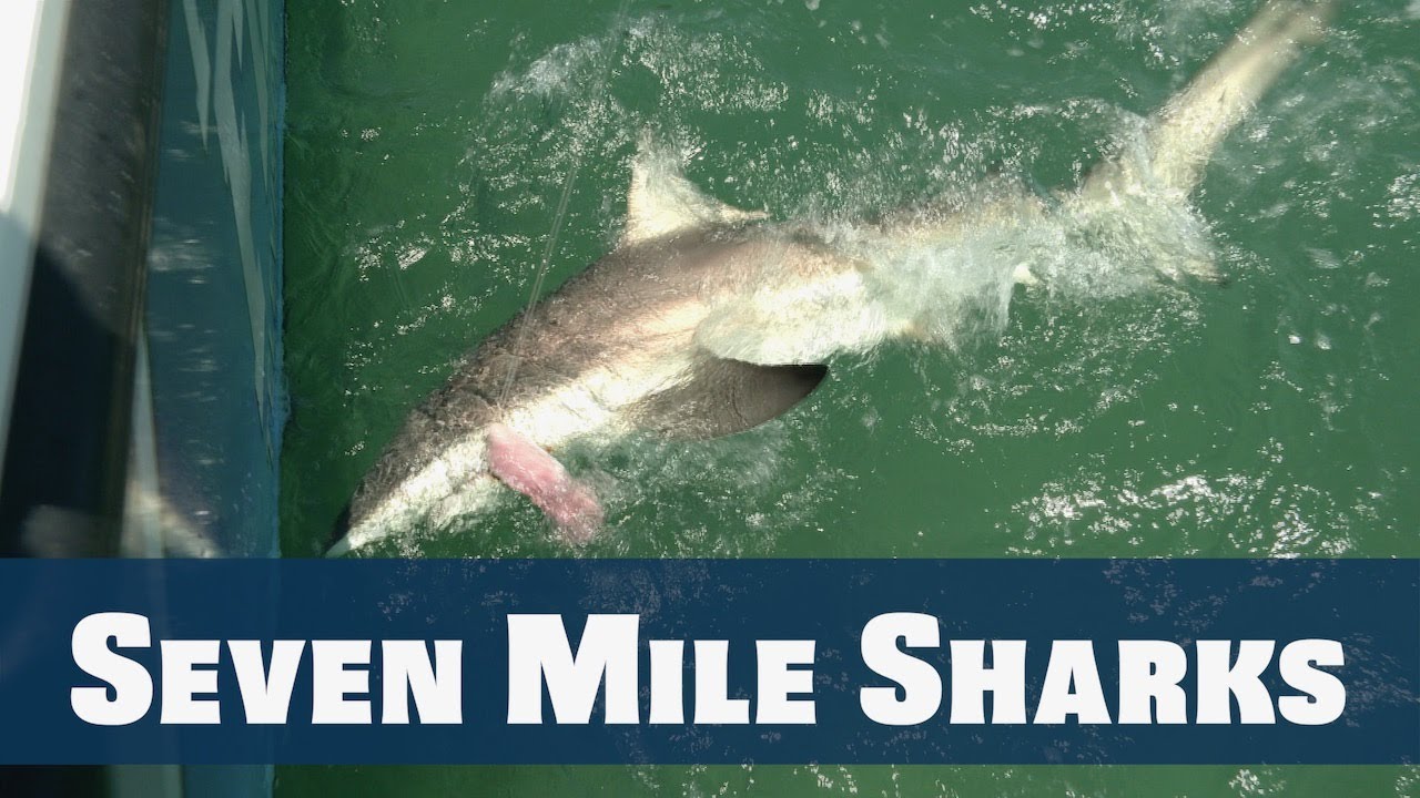 Shark Fishing FL Keys Bridges - Florida Sport Fishing - Shark