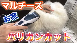 マルチーズのお家バリカンカット！マルチーズの毛って難しい…【Maltese & Yorkshire terrier】