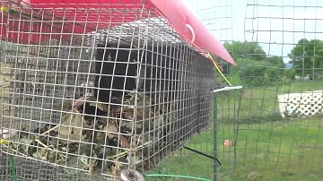 How I Set Up My Budgie/Parakeet Nest Boxes(Волнистых попугаев)