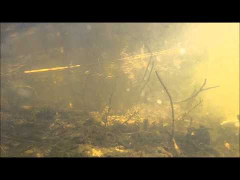 Large Snapping Turtle Under Water Footage - HD
