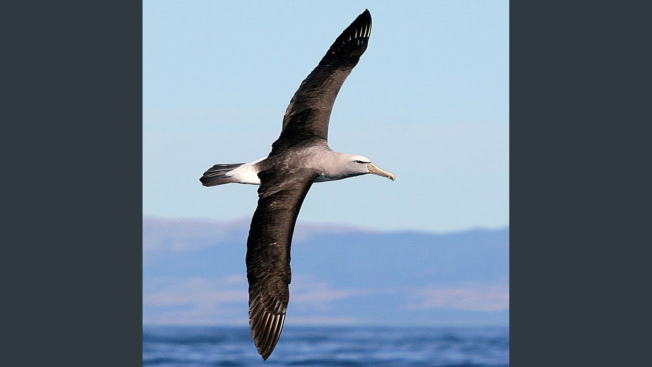 L'ombre pour les hommes