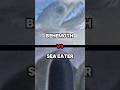 SEA EATER vs BEHEMOTH 🔥 Pertarungan Monster Terbesar!? #feedshorts #behemoths #seaeater