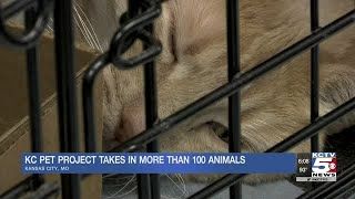 KC Pet Project takes in more than 100 animals