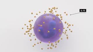 ECHOing Innovation in COPD: Transforming Patient Care With the Use of Targeted Biologic Therapy