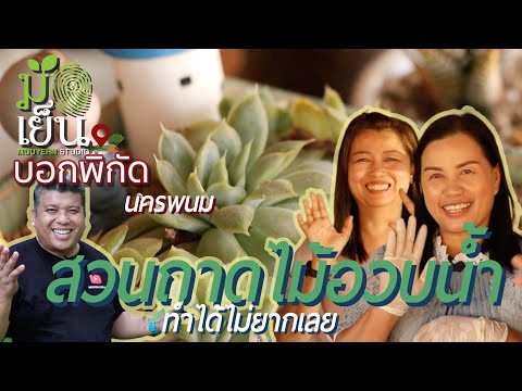 วีดีโอ: พืชอวบน้ำในสวนหิน : ปลูกสวนหินด้วยไม้อวบน้ำ