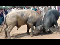 Part#1 Rajpot Dairy farmhouse bull fight 2020 please like &subscribe my channel