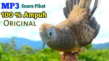 Perkutut Lokal Gacor RAJA PIKAT Ahlinya Bikin Semua Burung Perkutut Nyaut
