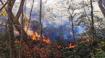 Lakewood NJ Forest Fire Burns 35 Acres – Country Club Wildfire 11/18/24