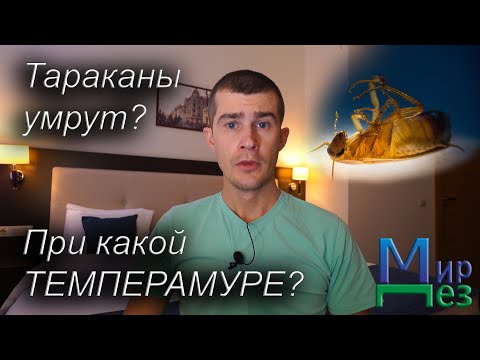 Видео: Умирают ли тараканы, если на них наступить?