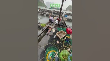 Full clip bắt cá hồng bằng cần ikada #fishing #câucábiển