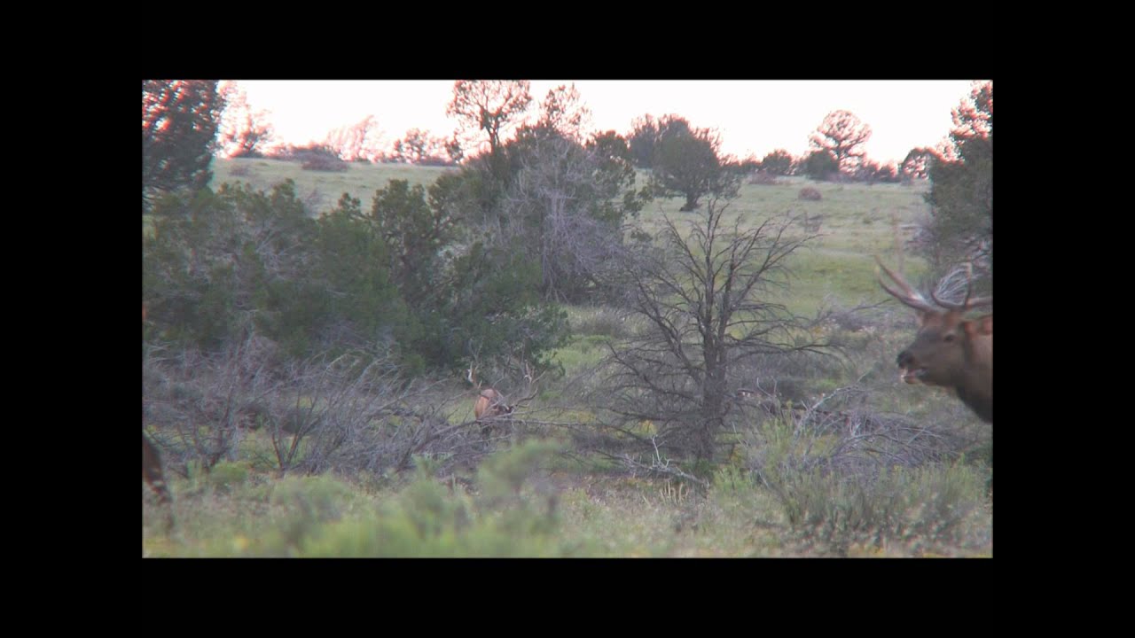 380 class bull elk 380 class bull elk
