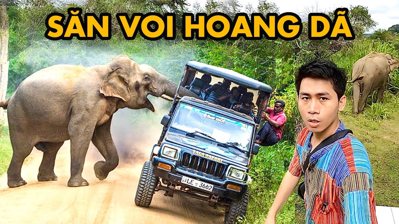 Vào Rừng SĂN VOI, gặp Đàn Voi Dữ, tháo chạy hoảng loạn