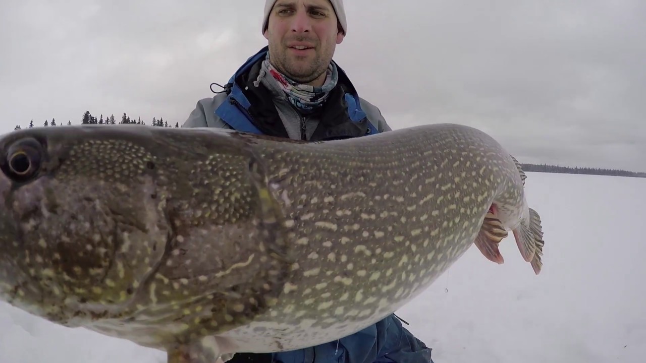 Ice Fishing for Giant Pike on TipUps Manitoba Species Spotlight