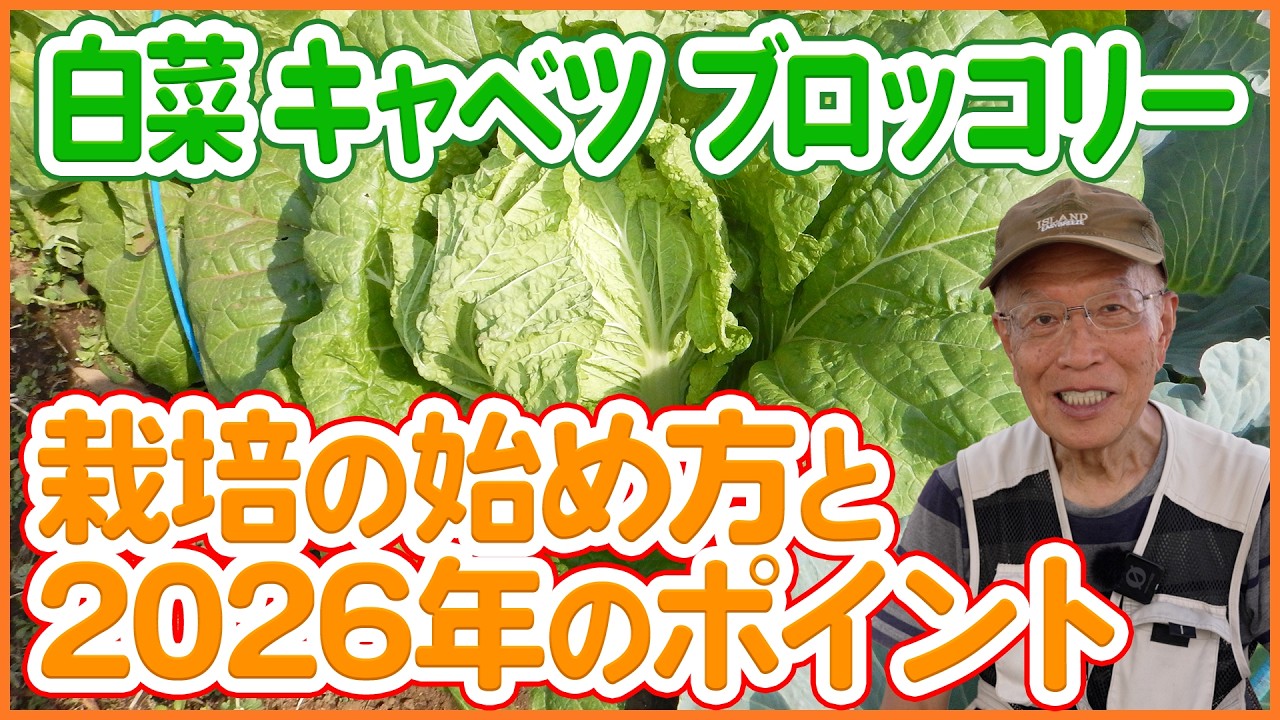 【白菜・キャベツ・ブロッコリー栽培】秋冬野菜を始めよう!2026年の栽培ポイント【シェア畑】【農園ライフ】