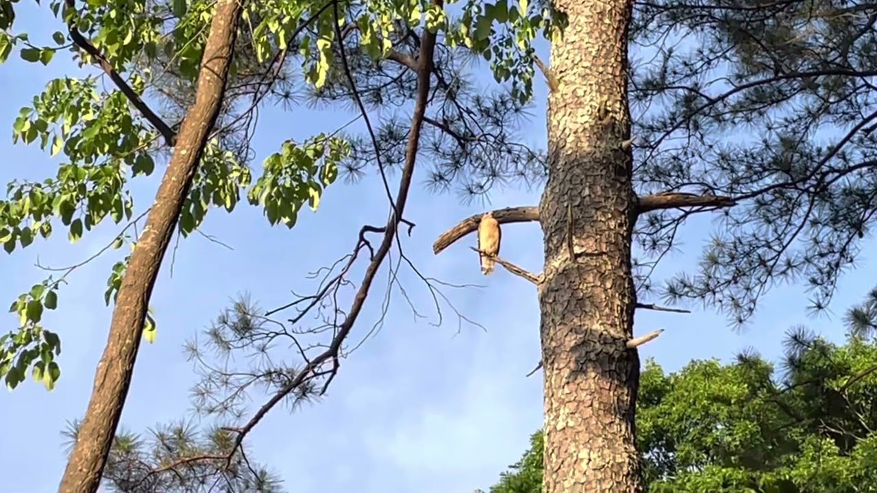 Hawk attacked in my backyard, you’ve got to  see this!￼ Big Bird!