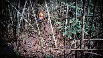 mus dib qaib tuaj zoo kawg li tua ib tes xiam/17/5/2023/