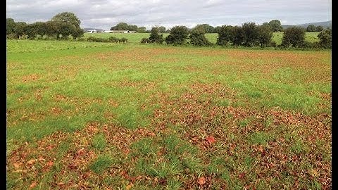 Controlling Docks in Grazing Paddocks