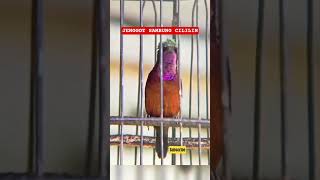 Konin Gacor Mewah Jenggot Sambung Cililin konin kolibrininja cililin jenggot cungko Masteran