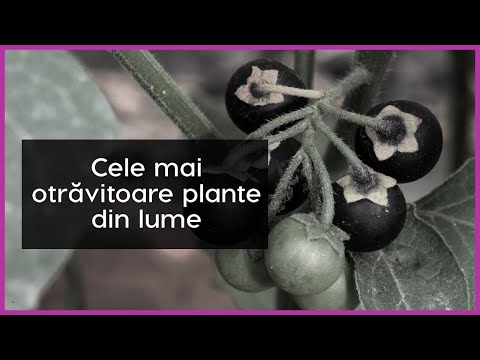 Video: Cea mai puturosă floare din lume