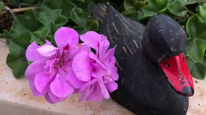 My Favourite Things - Geranium Edition