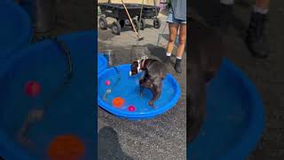 Meet Bella A Terrier, American Pit Bull Currently Available For Adoption 872023 100241 Am