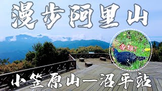 【嘉義景點】2022小笠原山觀景賞帝雉｜茶田35號品茗享清幽 ... 