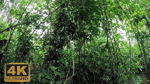 4K Amazon Rain Sounds for sleep, meditation – Peaceful Daytime Thunderstorm in the Jungle