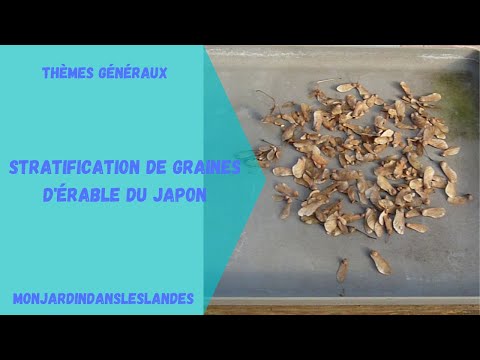 Vidéo: Faire pousser des érables japonais à partir de graines - Comment faire germer des graines d'érable japonais