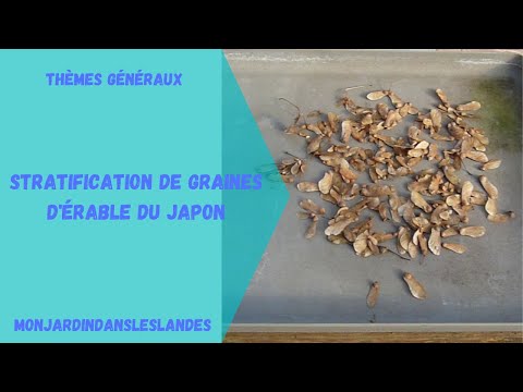 Vidéo: Cloche des Carpates : culture à partir de graines, plantation et entretien