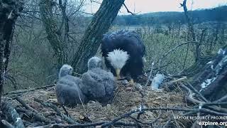 Decorah Eagles Early morning 05 01 2019