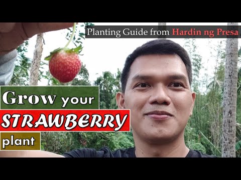 Video: Mulching Ng Mga Strawberry Sa Hardin