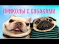 Троллинг Собак | Для Детей 2017 | Приколы С Собаками | Лучшее for kids