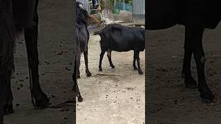 Lots of two goats they do very beautiful surprising shoots we enjoy 2024|Episode/21