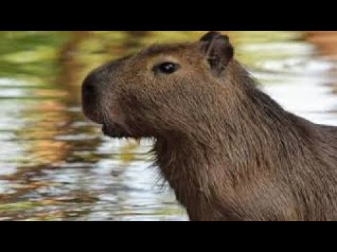 Capybara testing - YouTube
