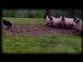 Miniature de la vidéo de la chanson Parricide