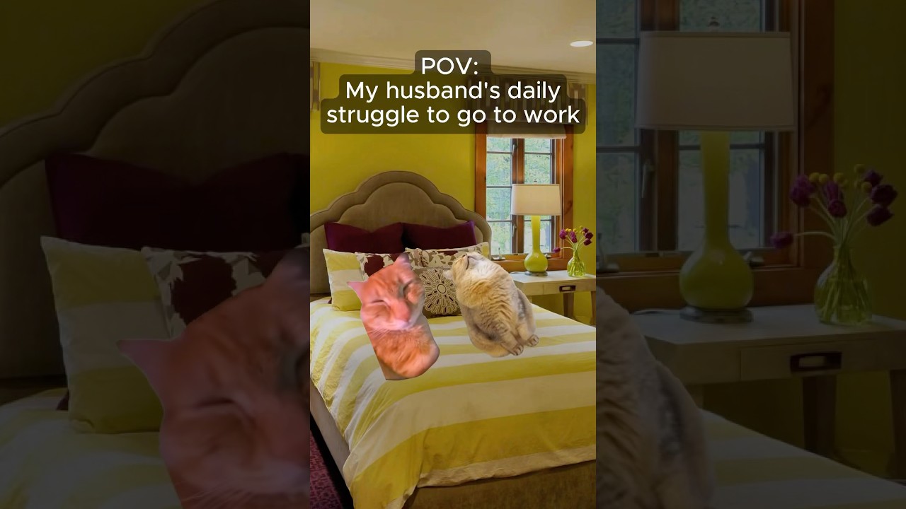CAT MEMES 🐱My husband’s daily struggle to go to work 